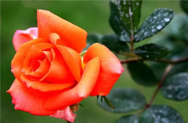 中国十大名花惊艳千年,中国十大名花美极了