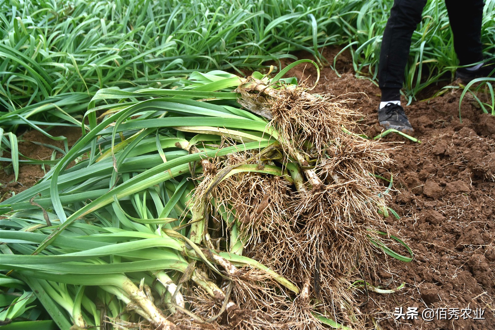 品尝自己种植的蒜苗,蒜苗种子种蒜苗是真的吗