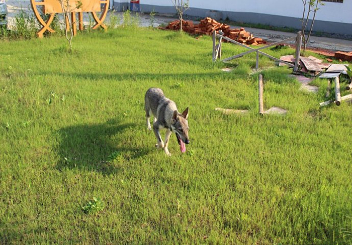 主人听见狗叫后推窗,却看见院中竟有两匹狼,报警后才知其身份