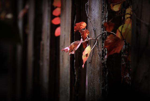 摄影有哪些乐趣和意义,摄影爱好者都喜欢拍什么