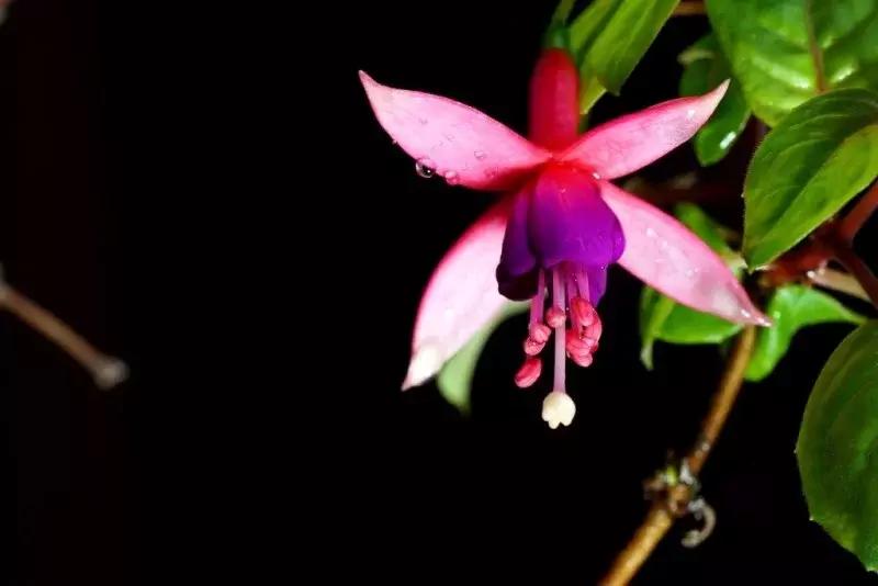 惊艳倒挂金钟,惊艳倒挂金钟图片