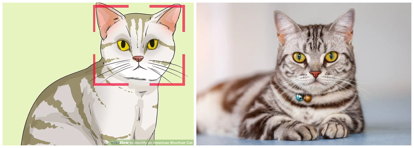 美短虎斑猫咪的品种,美国短毛猫虎斑价格