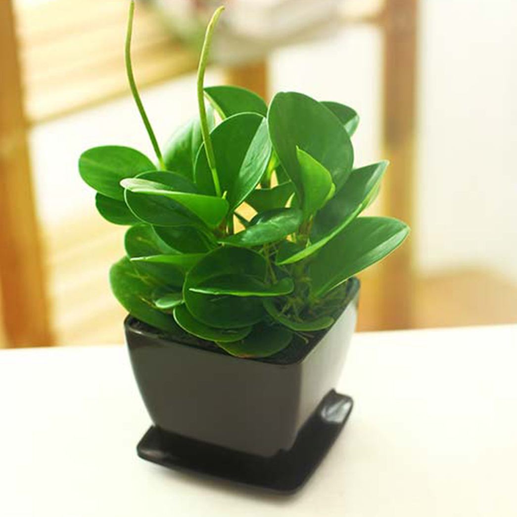 养花的土怎么让其松软不板结,养花盆土板结了怎么办