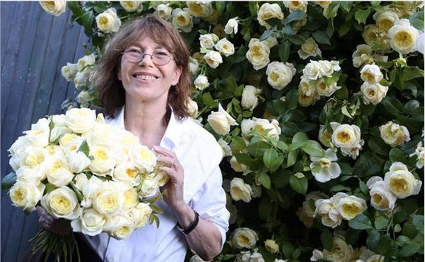 适合院子种的藤本月季品种,适合两广种植的浓香型藤本月季