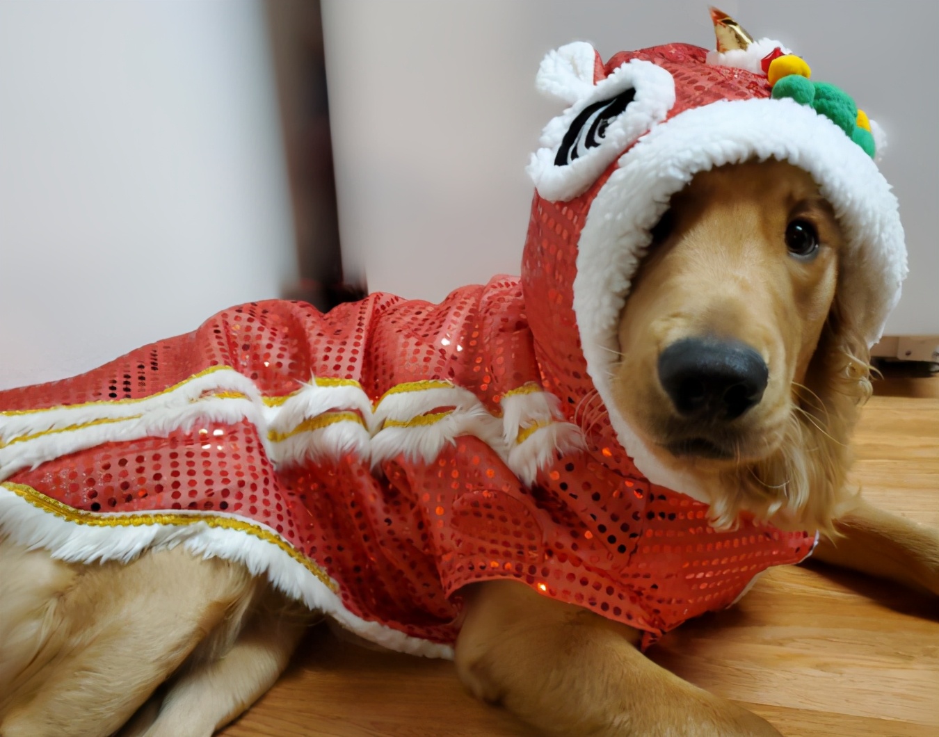 中国尿盆在美国高价热卖！放红酒当果盘，外国人这么好骗吗哈哈哈