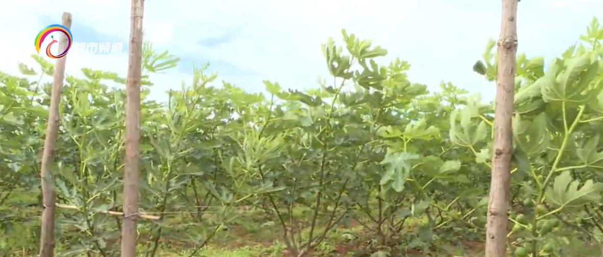 无花果农场致富模式,小小猕猴桃致富大产业