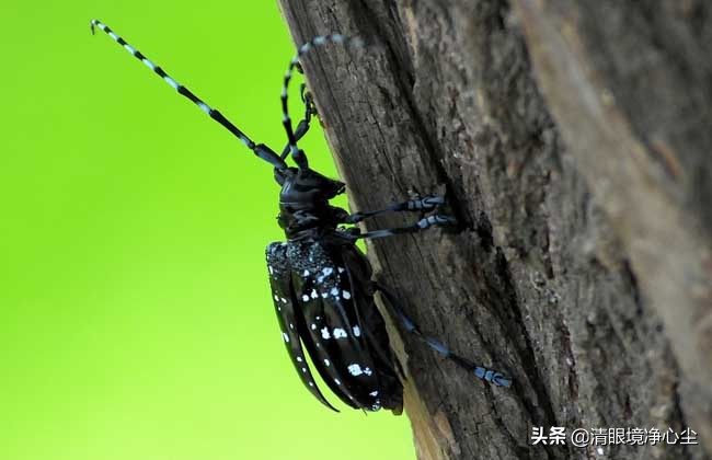 十大常见昆虫农村常见的20种昆虫,10种在家里可以找到的可怕昆虫