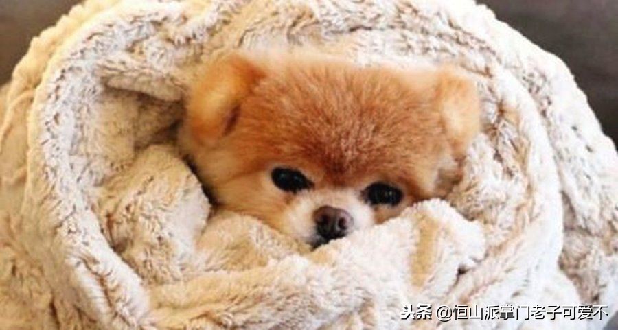 家里冷狗狗幼犬怎么保暖比较好,家里狗狗怎样才干净