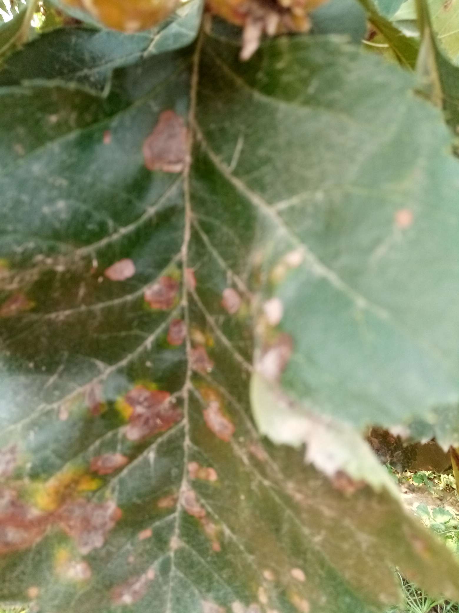 山楂树有什么病虫害如何防治,山楂树已经有锈病怎么治