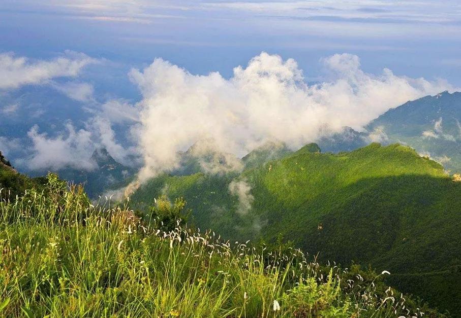 驼梁七月草原美，金莲妖娆入画里/郝贵云