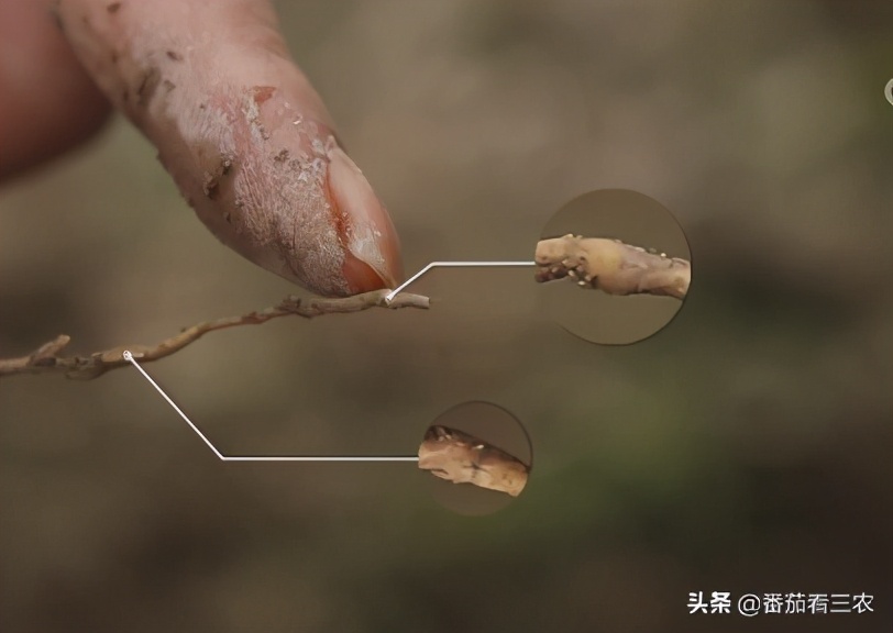 脆皮金桔多少年可以出果,滑皮金桔和脆皮金桔有什么区别