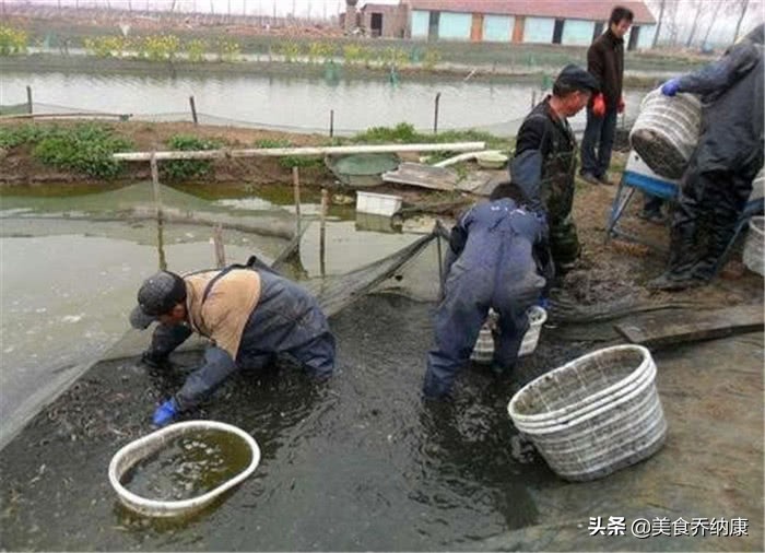 价格低迷3个月,至今难上8元,渔民却已经开始投苗