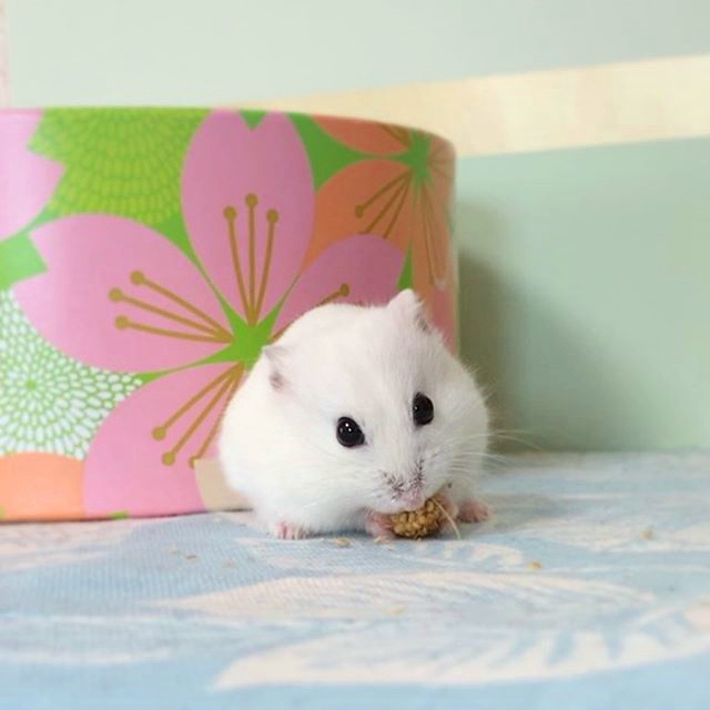 如何才能让仓鼠远离老鼠,怎样消除仓鼠对主人的警惕性