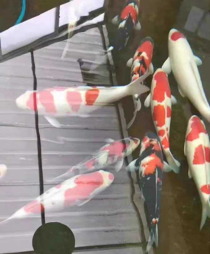 黄粉可以治疗锦鲤的白点病吗,锦鲤白点净治白点病几天会好