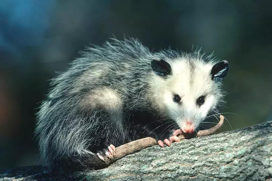 杀死装死的北美负鼠,会装死的猫