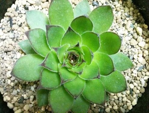 多肉观音莲怎么养最好,多肉观音莲养护技巧和方法