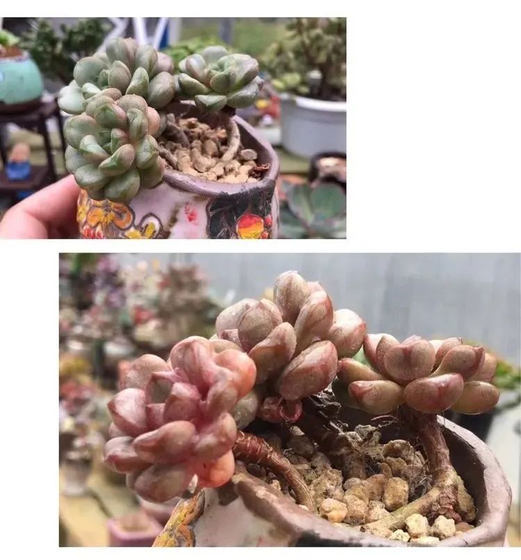 冬去春来,愿你无恙,疫情退去,养肉依旧!