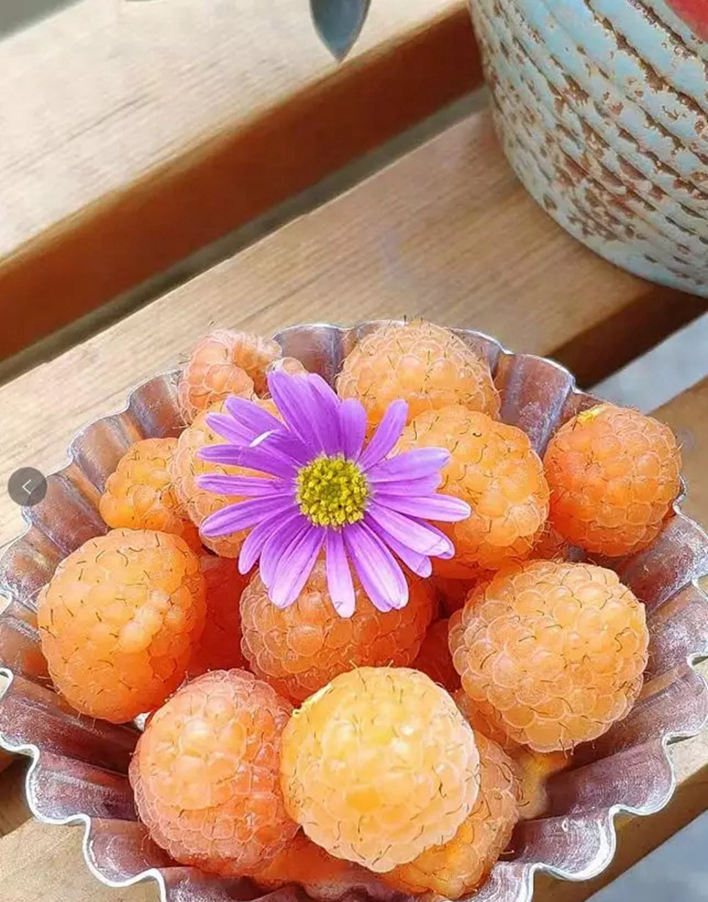 适合广东种植的双季树莓,北方双季树莓