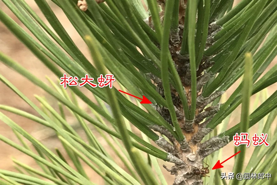 松树上老滴油怎么办,松树为什么往下滴粘液