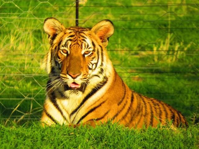 老虎谷的现状,南非老虎谷华南虎野化现状