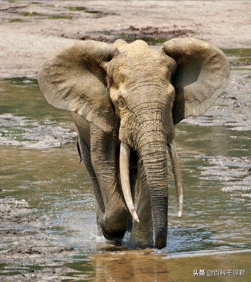 在非洲的热带雨林里,还生活着第三种大象——非洲森林象