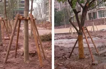 大树移植机视频大全,大树移植的正确方法