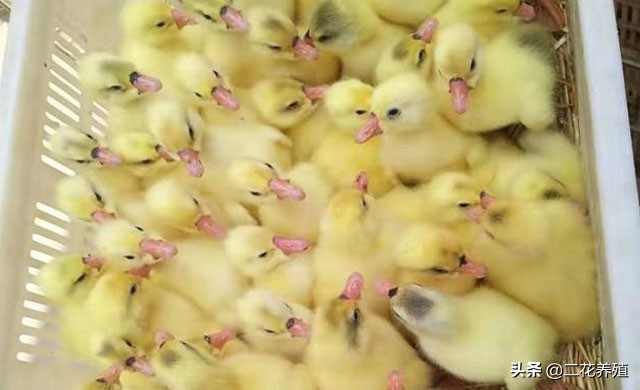 小鹅拉白屎用什么药好得快,小鹅拉白色稀粪也不进食怎么办