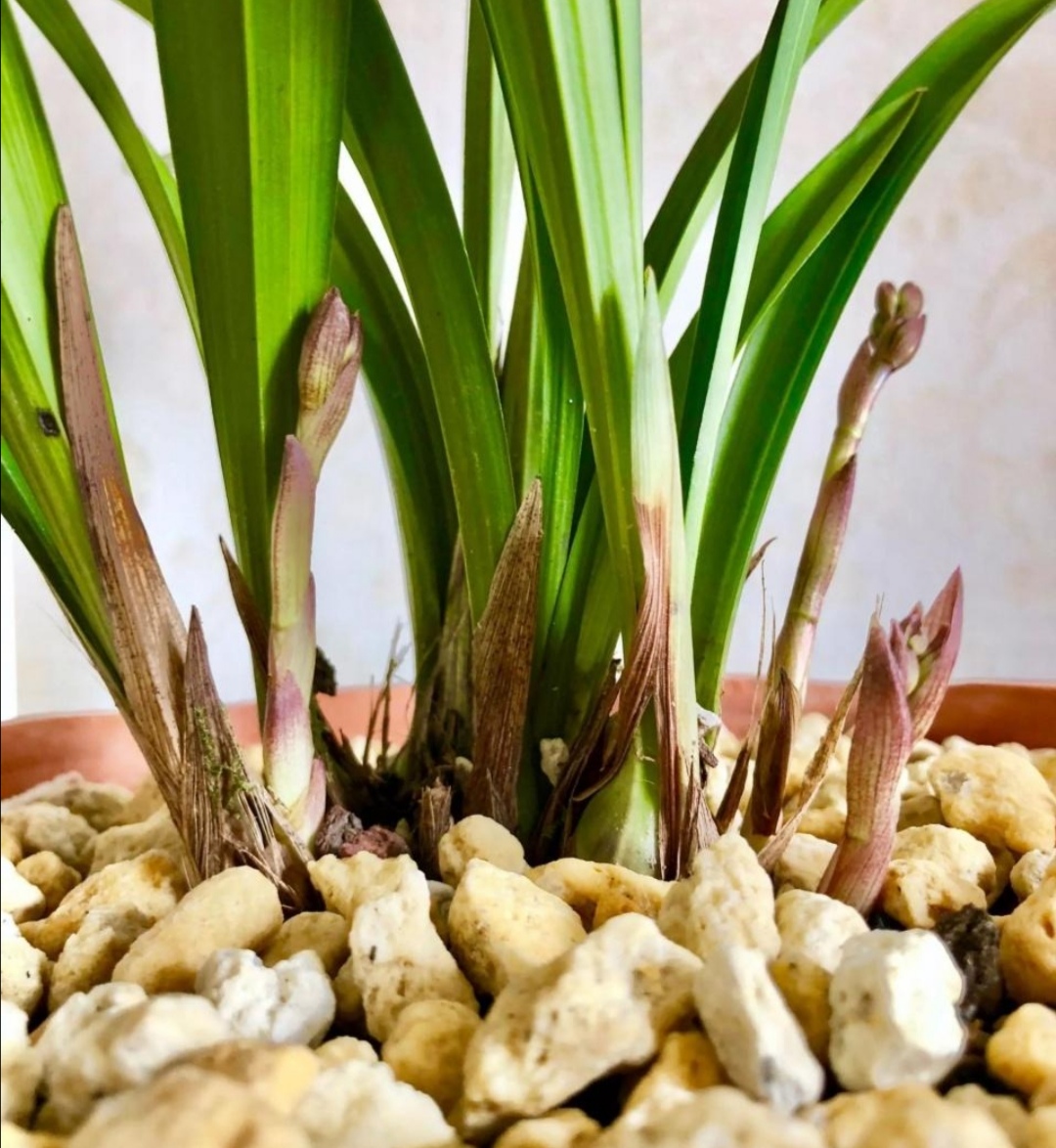 新手养兰花最好的方法,详解兰花的养护小技巧