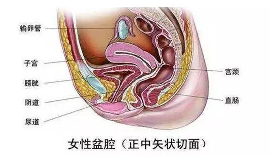 关于子宫的知识大全,关于子宫卵巢的知识
