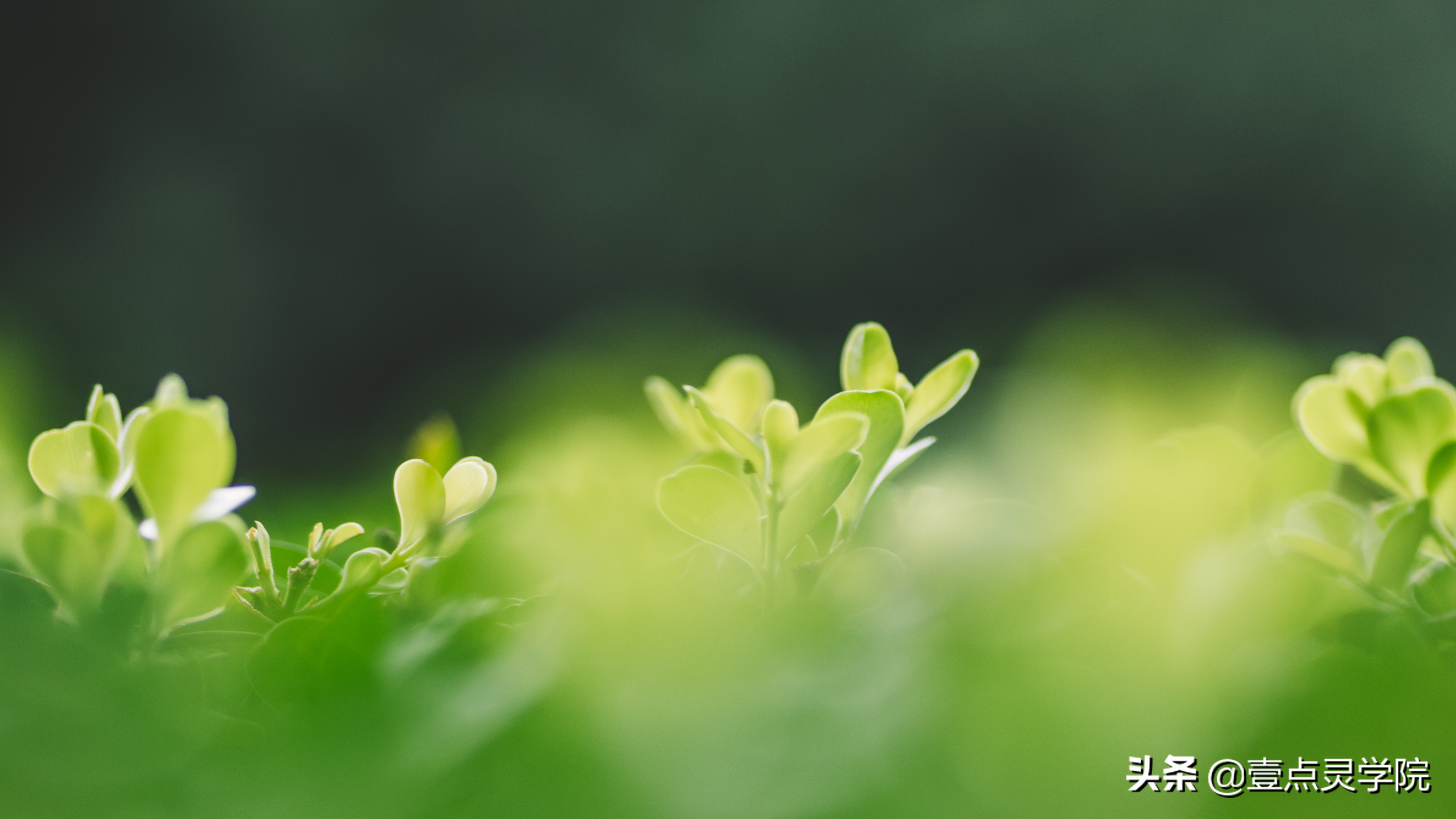 来访者为中心疗法专家戴维得·J·克恩博士对露丝的分析【一】