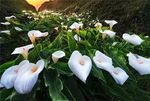 马蹄莲和白掌红掌的区别,马蹄莲和白掌哪个更加珍贵
