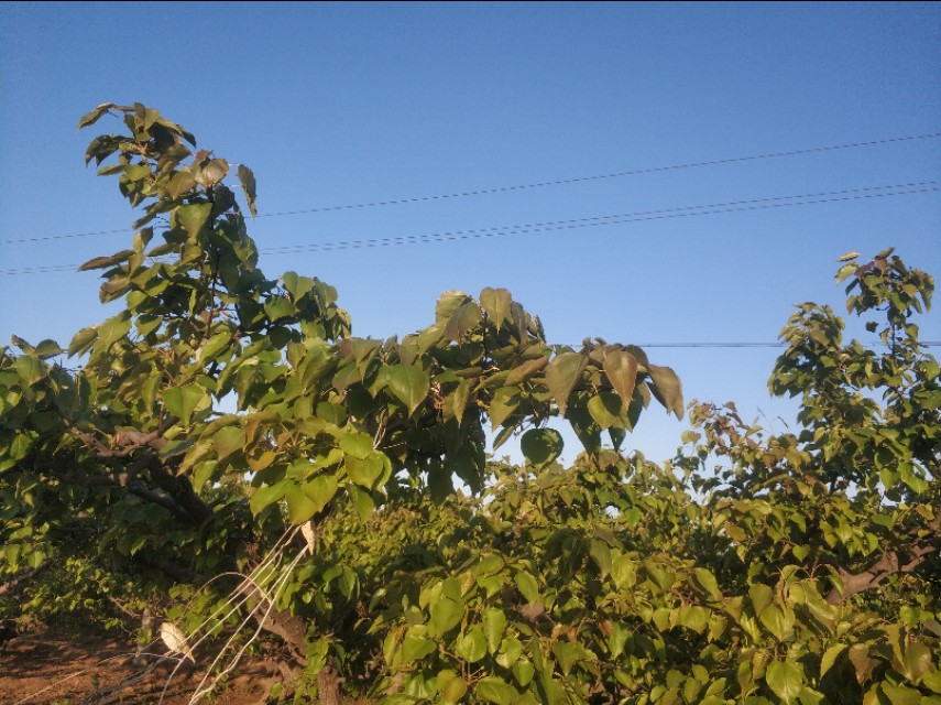 晋州市葡萄霜冻情况,晋州多举措应对寒潮来袭