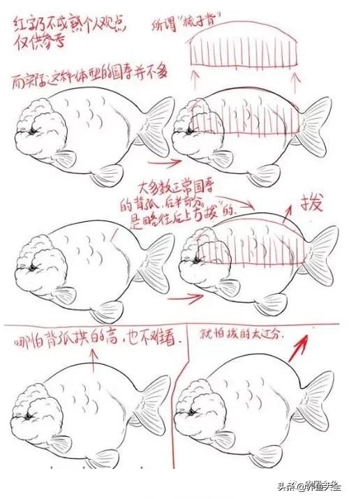 金鱼要怎样买才不会被坑,买金鱼的时候如何选才好