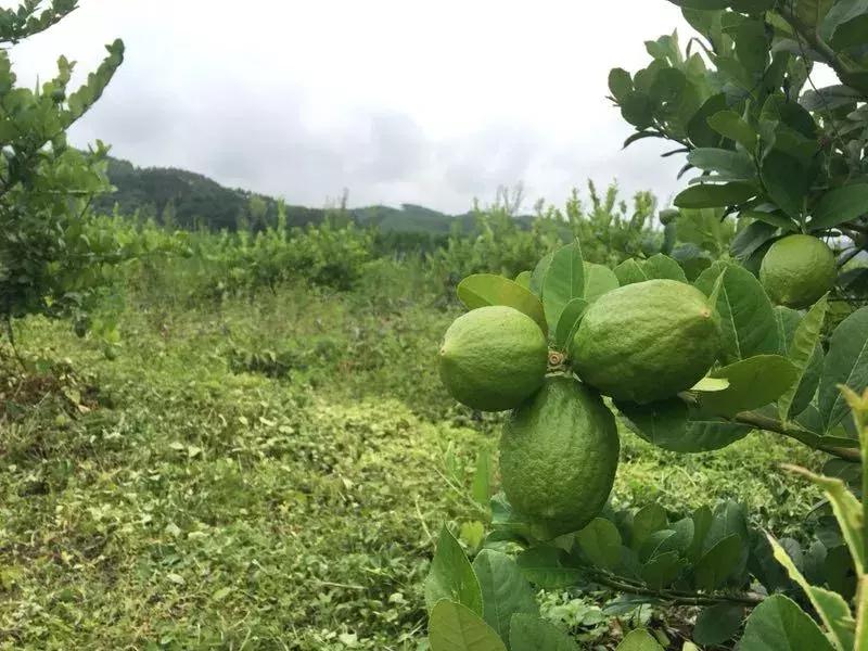 700cc奶茶挣不挣钱,700cc都市茶饮加盟赚钱吗