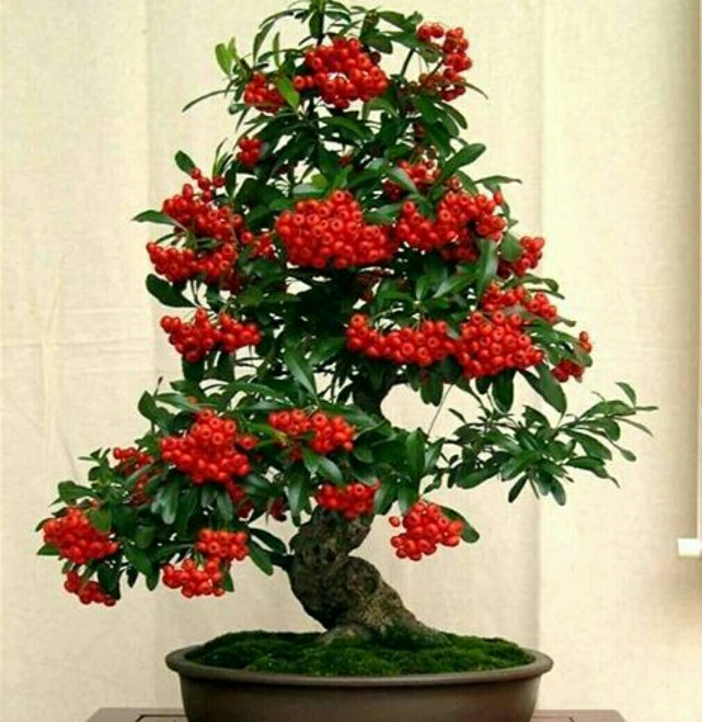 野外火棘盆景如何修根,火棘盆景粗扎细剪的造型方法图片