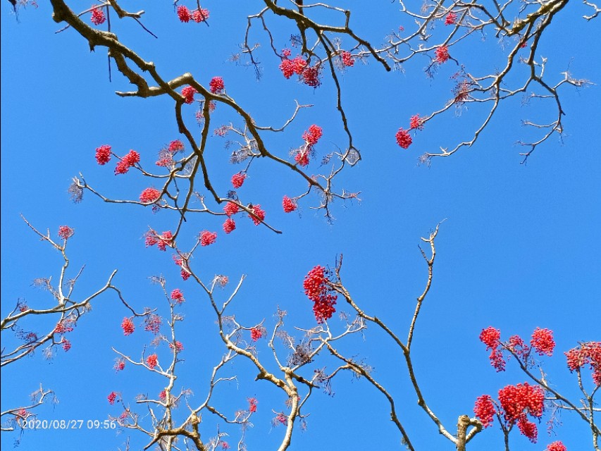 一树山,我的精神家园