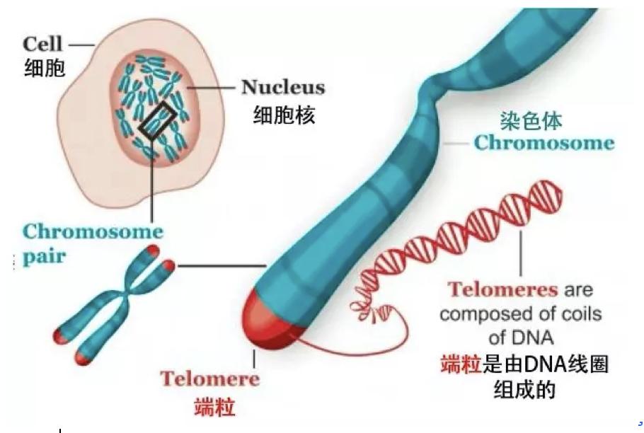 功能医学|报告秦始皇：我找到了青春延长线的秘诀！