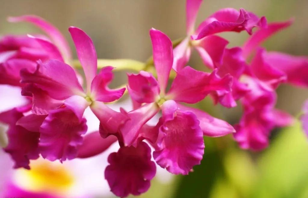 世界各国的国花集锦,英国国花世界各国的国花