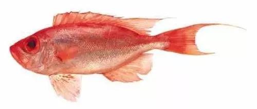 十种受欢迎的海鲜鱼类,最名贵的海鲜鱼类