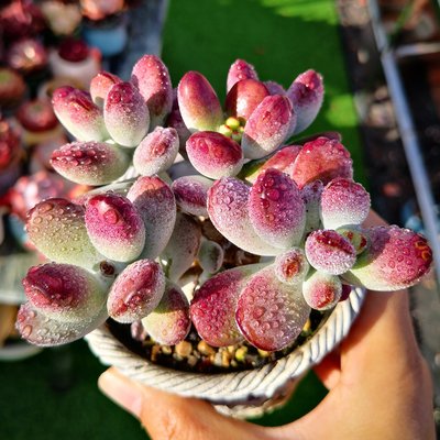 出太阳可以给多肉浇水吗,北方冬天室内如何给多肉浇水