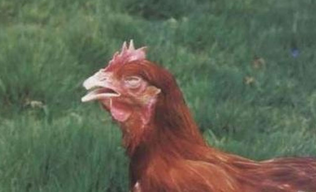 鸡出现咳嗽是什么症状,鸡咳嗽一招解决