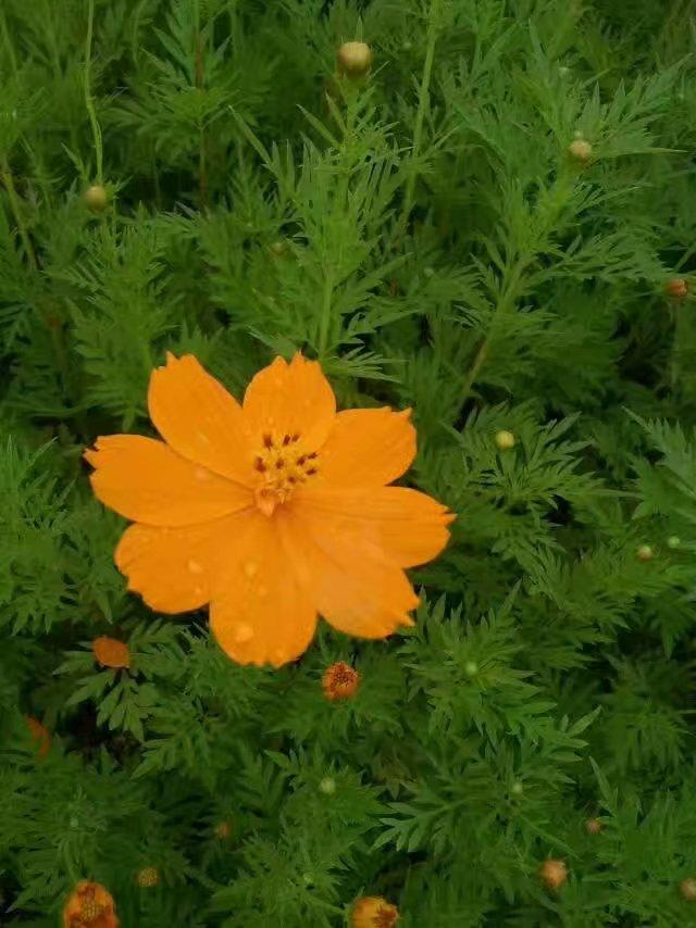 致杨绛的一封信作文,致母亲节的一封信作文