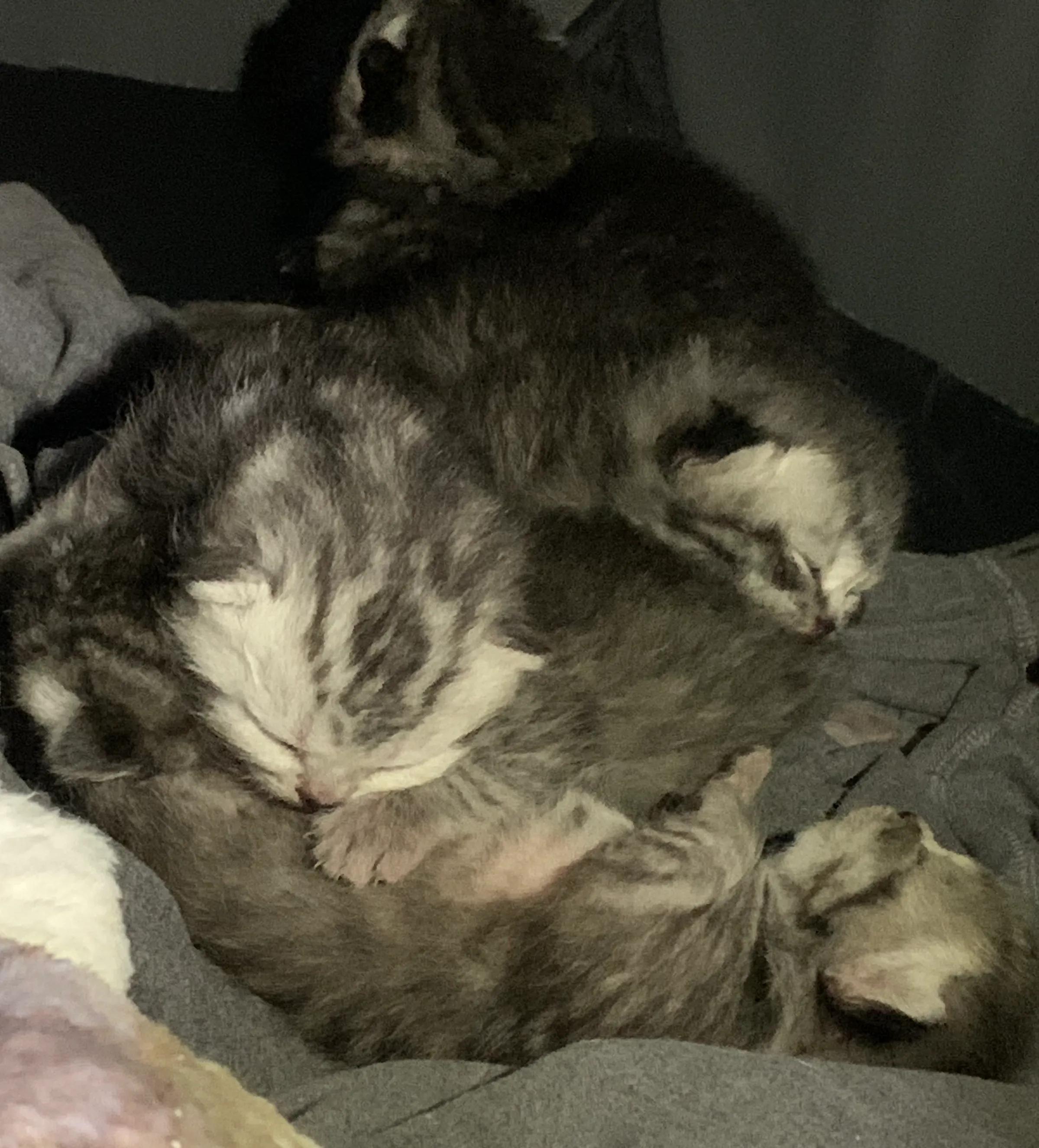 猫咪产前催奶,猫咪产前补什么