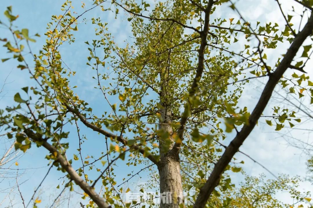 郑州国庆附近免费的景点推荐,国庆假期郑州免费景点