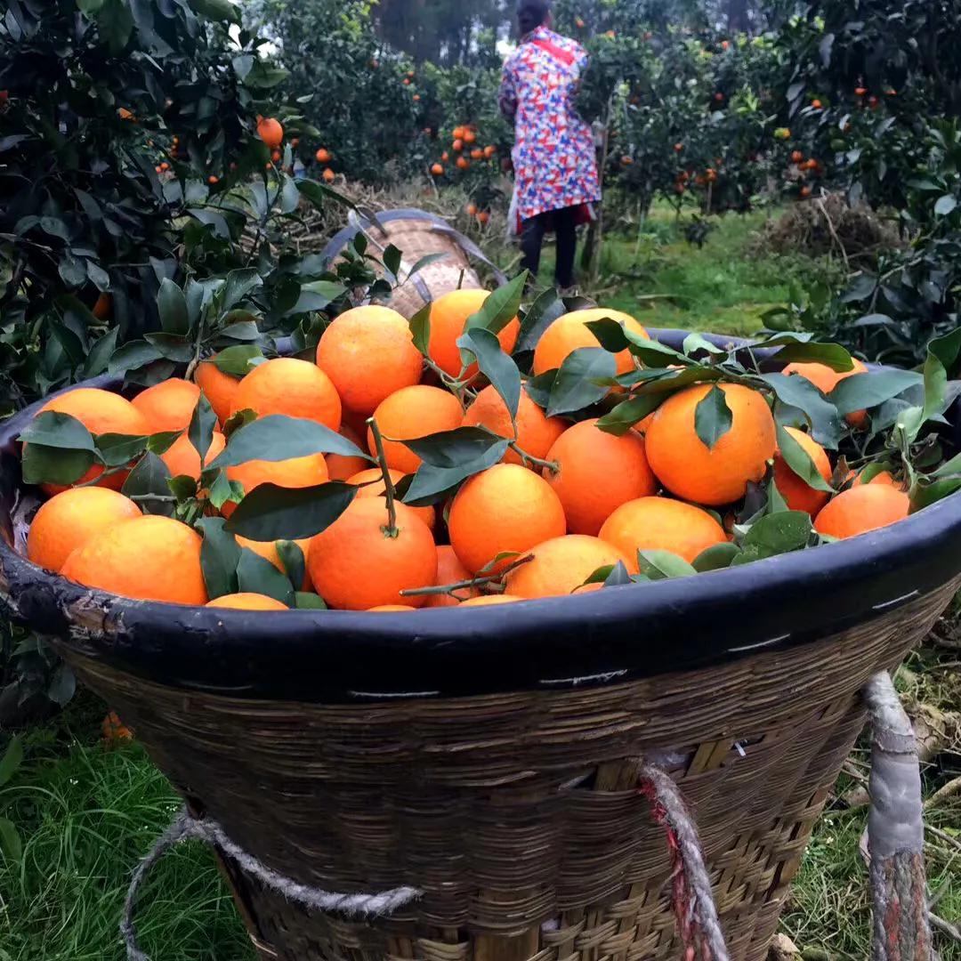 家乡特产果子图片,家乡的果子