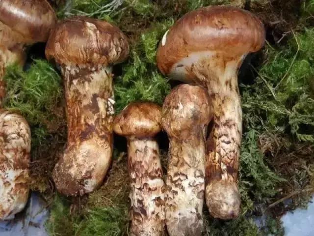 除夕夜火车票你买到了吗？别忘了把这些云南年味带回家哦