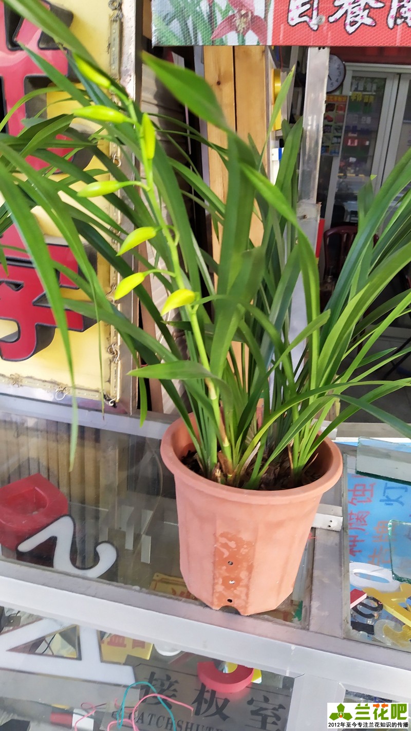 兰花是喜湿还是喜干怎么浇水,湿植料种兰花要马上浇水吗