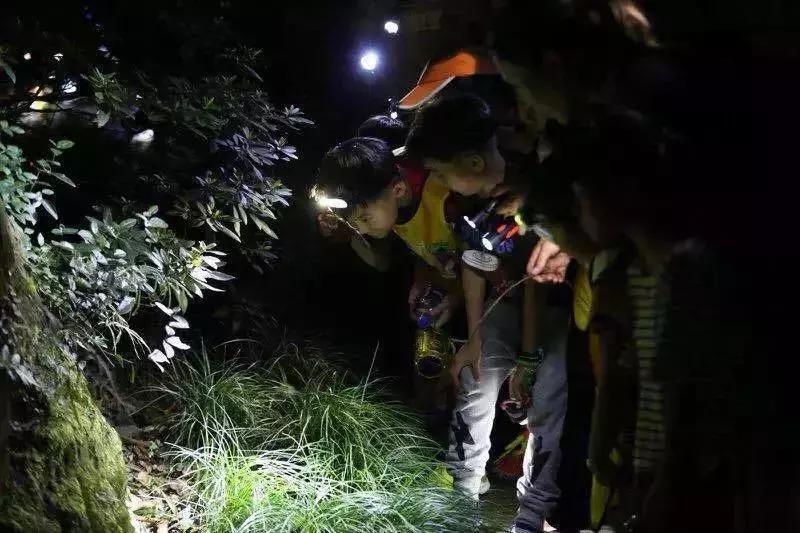 小猪佩奇去露营中英文字幕,小猪佩奇告诉了我们什么道理