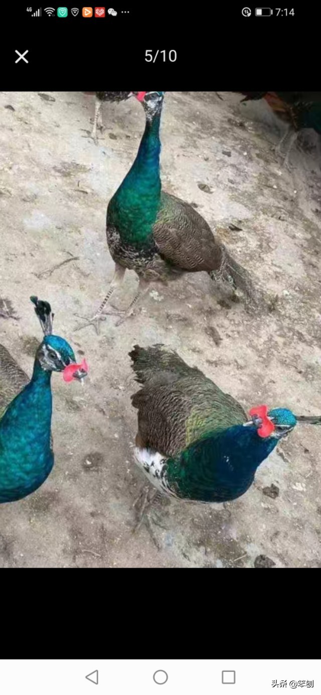 冷门养殖赚钱行业,冷门养殖好项目有哪些