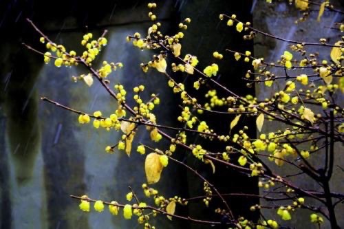 腊梅要怎么养开花才多,腊梅怎么养才好看